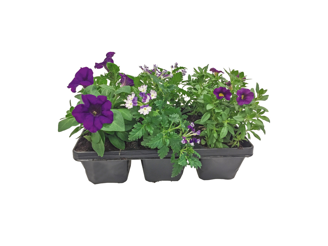 Bedplanter i 6'er bakke
