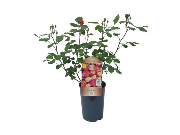 Exclusive Grown Rose