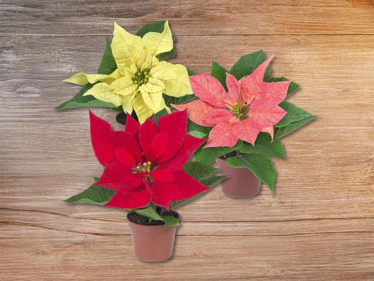 Mini poinsettia (dès 12.11.)