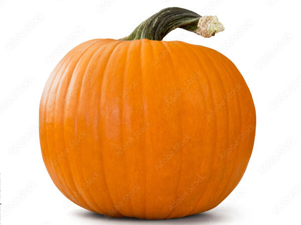 Halloween-Kürbis zum Schnitzen