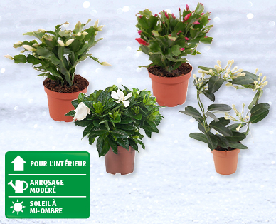 Plantes de Noël