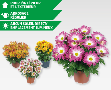 Chrysanthème d'été GARDENLINE(R)