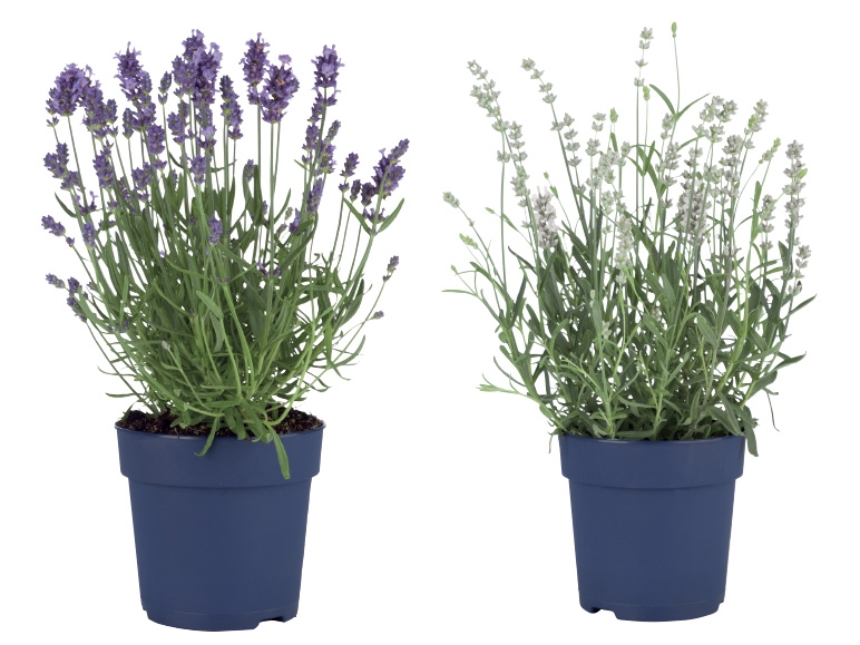 English Lavender
