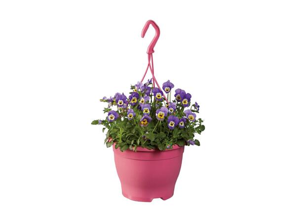 Ampel med hornviol