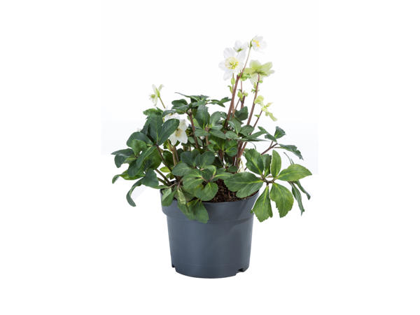 Christmas Rose