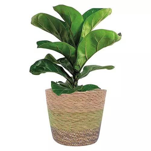 6 " Premium Foliage - Assorted Varieties