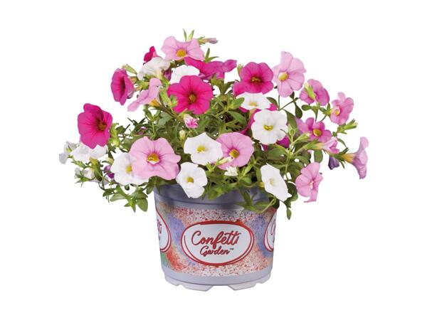 Confetti Petunia