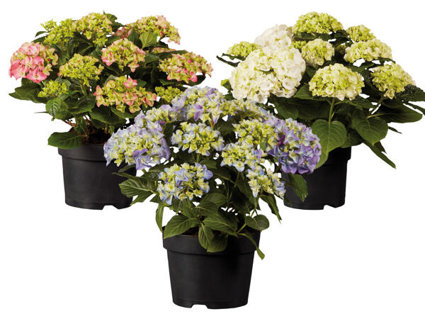 Gartenhortensien