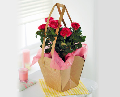 Mother's Day Roses