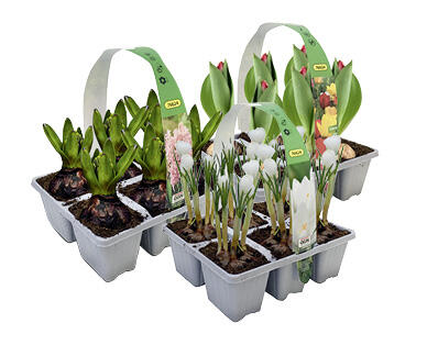 PLANTES À BULBES
