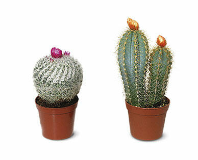 Graft or Fairy Castle Cactus
