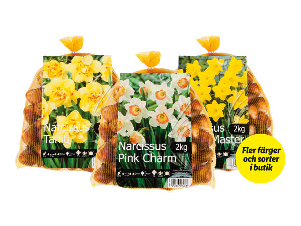 Narcisslökar