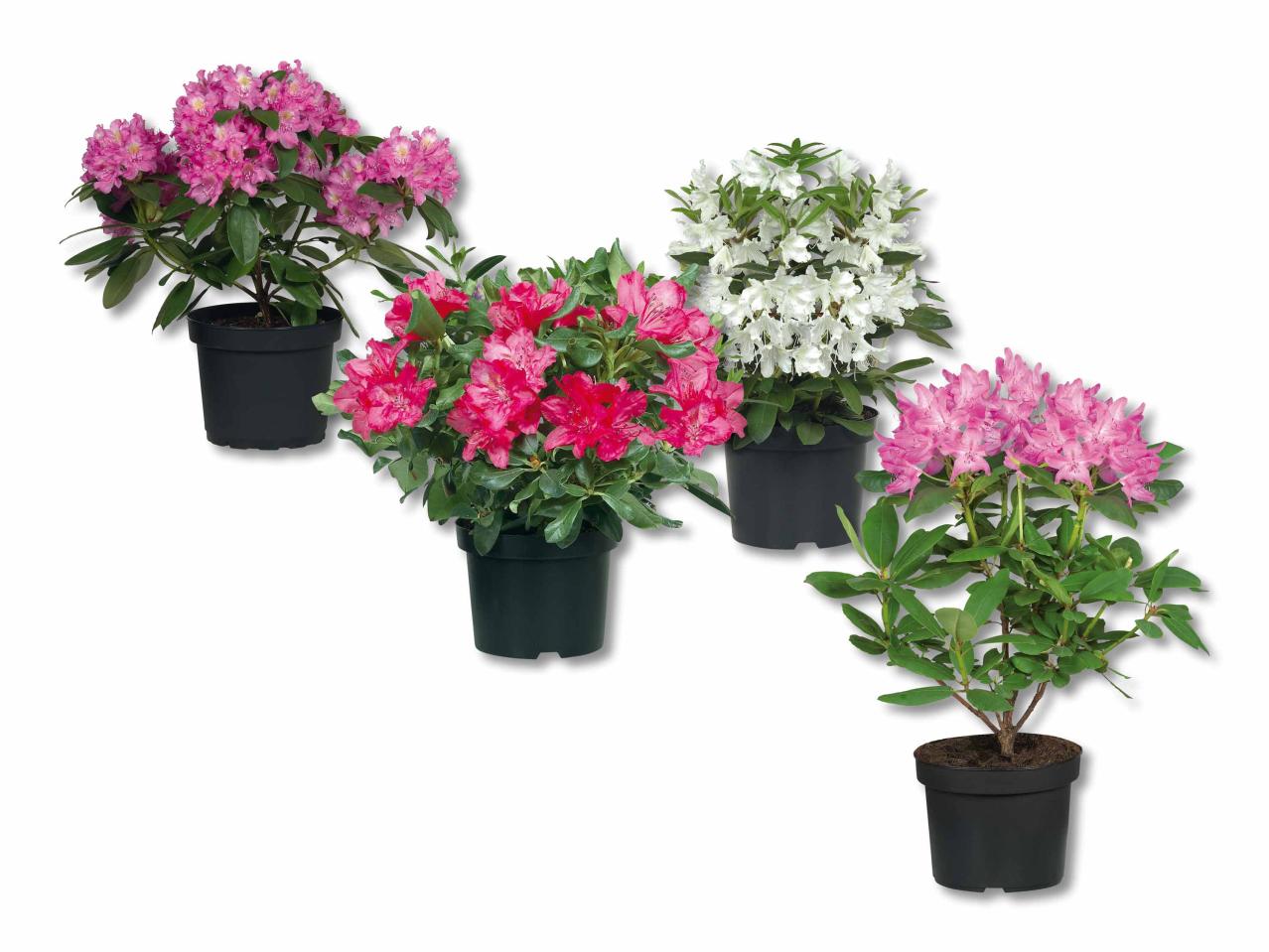 Rhododendron