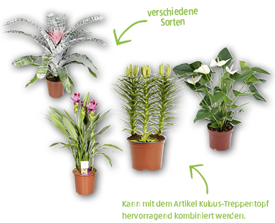 Exotische Blühpflanze