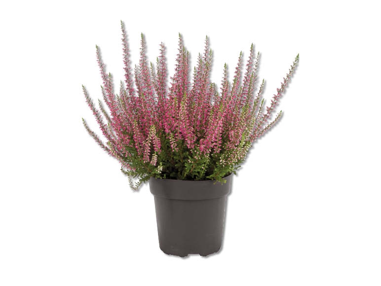 Calluna Vulgaris, dès 3.9.