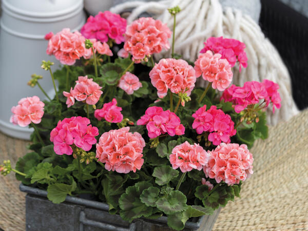 Pelargonie 6'er bakke