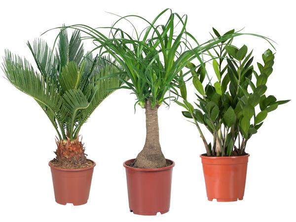 Exklusive Palme