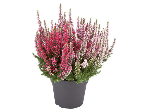 Calluna Vulgaris