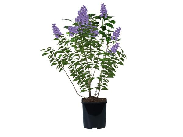 Scented Lilac