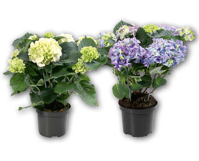 Hortensia