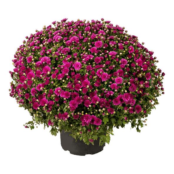 Chrysanthème