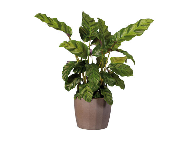 Calathea in Ceramic Pot
