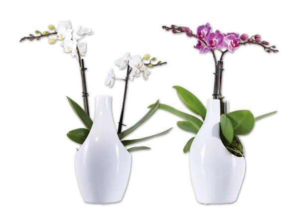 Orchidee in Designkeramik