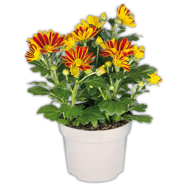 Chrysanthemen
