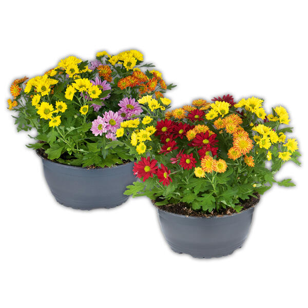 Chrysantheme