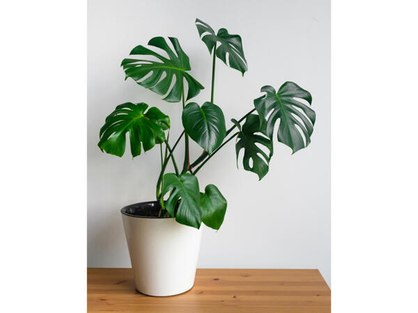 Monstera