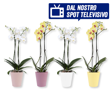 Phalaenopsis in vaso di ceramica estivo