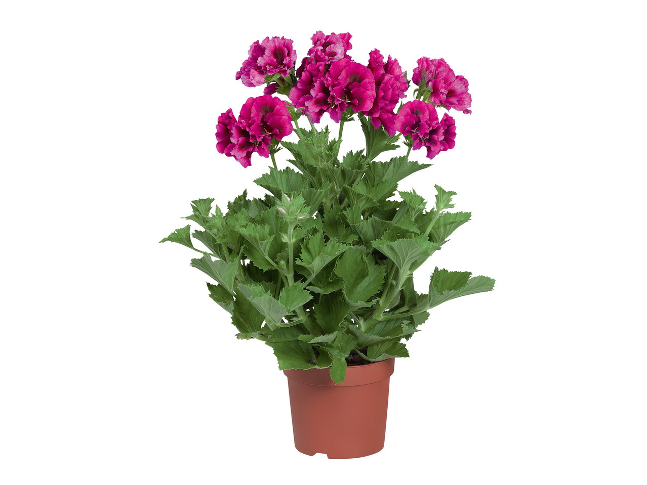 Franse geranium