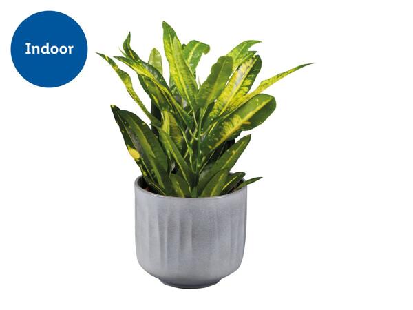 Plant in Ceramic
