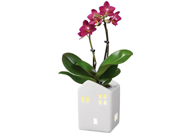 Mini-phalaenopsis dans un pot en céramique