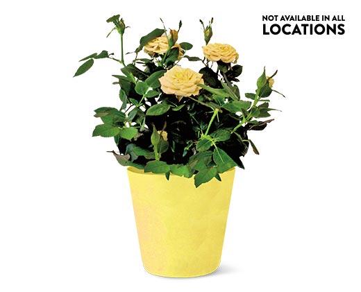 Mini Potted Roses Assorted Colors