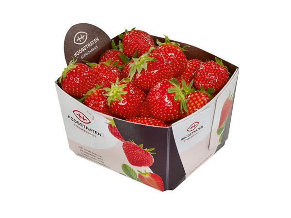 Hoogstraten Erdbeeren