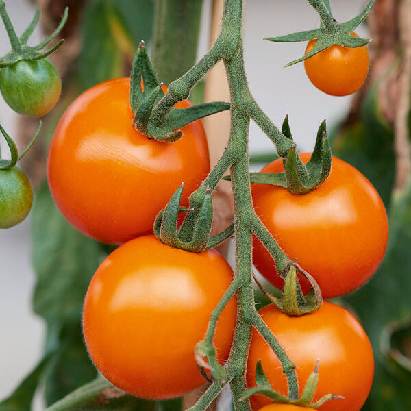 Tomaten Besonderheit / Riesengemüse