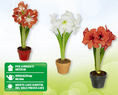 Amarillo GARDENLINE(R)