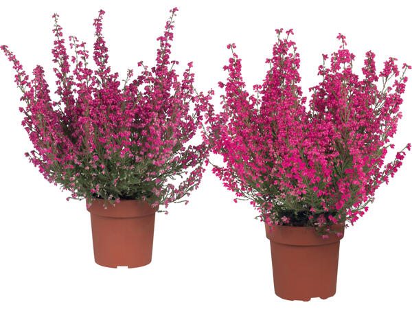 Heidekraut (Erica Gracilis)
