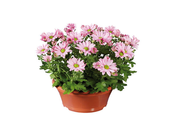 Chrysantheme in Schale