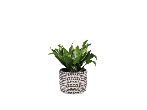 Green Plants