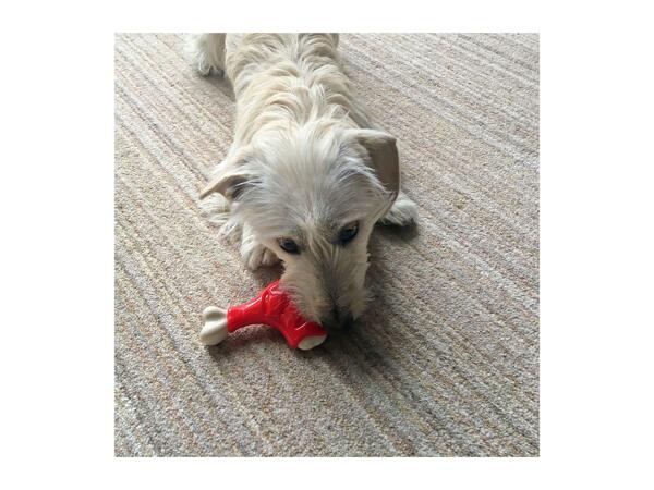 Rosewood Meaty Takeaway Dog Toys - Chicken Leg