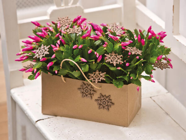Schlumbergera