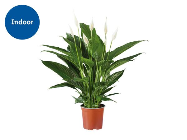 Peace Lily