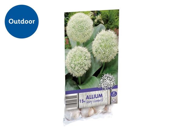 Allium Bulbs