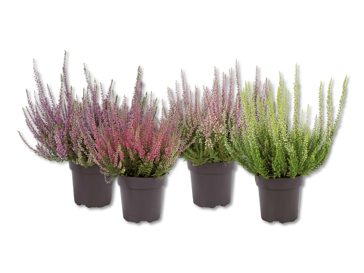 Bruyère Calluna vulgaris