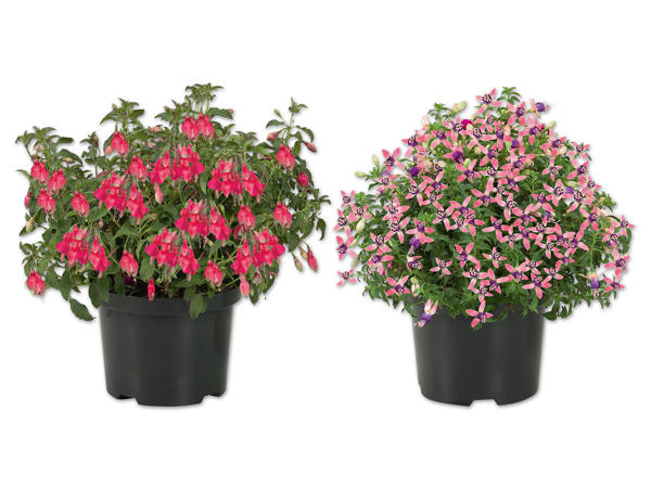 Fuchsien