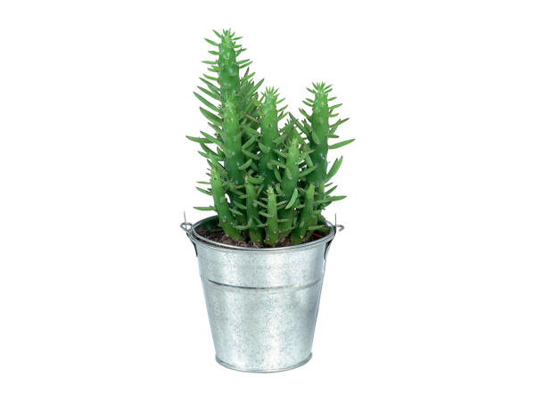 Cactus or Succulent