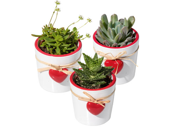 Mini Succulent