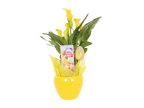 Easter Calla Lily in Round Ceramic